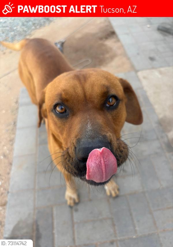 Lost Male Dog last seen Near, Tucson, AZ 85713