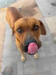 Lost Male Dog last seen Near, Tucson, AZ 85713