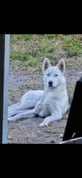Reunited Female Dog last seen Royal Palm, Kissimmee, FL 34743