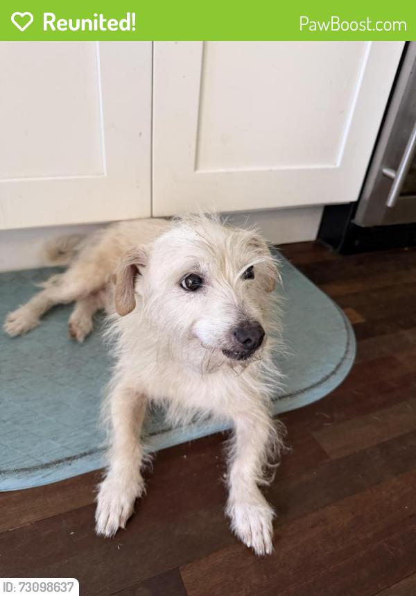 Reunited Male Dog last seen Lark Ellen and Idahome, West Covina, CA 91790