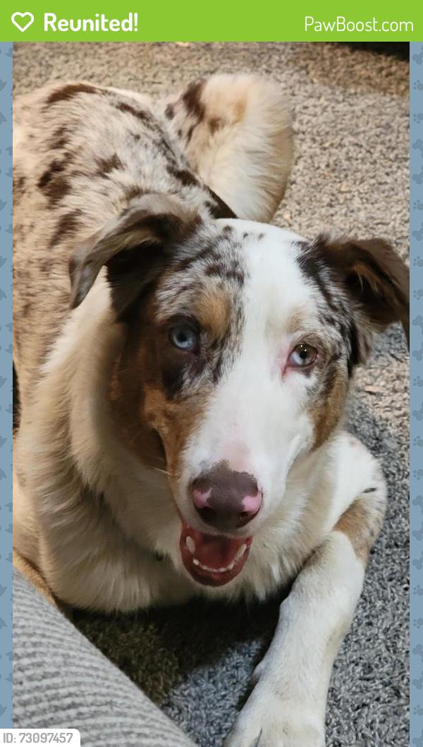 Reunited Male Dog last seen Cherokee Elementry School, Johnson City, TN 37604