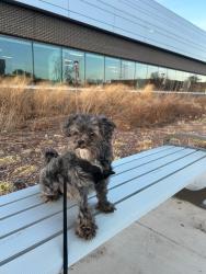 Reunited Male Dog last seen Near W Roscoe St, Chicago, IL 60618, USA, Chicago, IL 60618