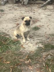 Lost Male Dog last seen My hse, Smithfield, NC 27520
