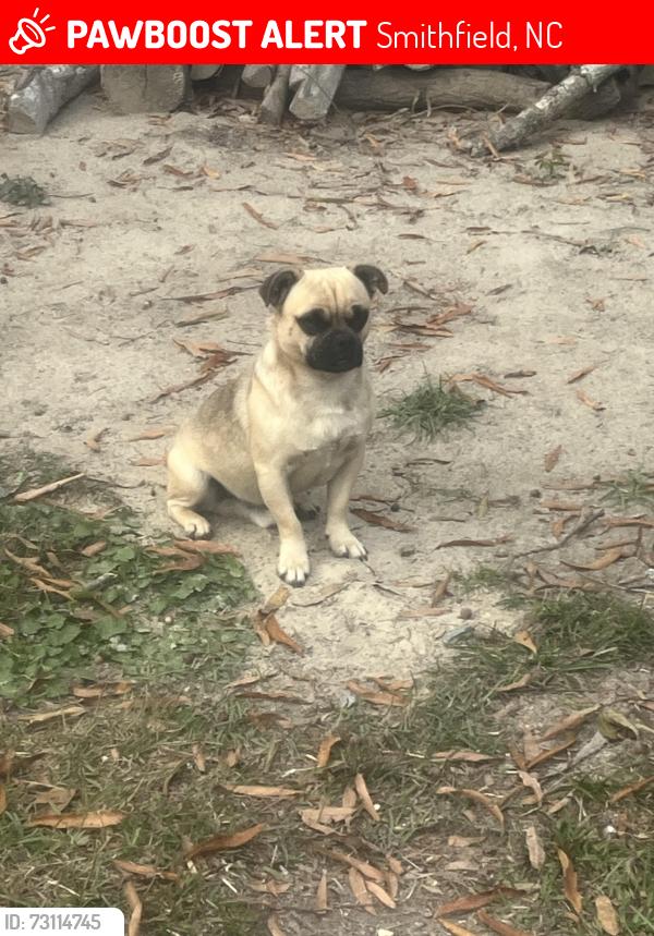 Lost Male Dog last seen My hse, Smithfield, NC 27520
