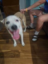 Found/Stray Female Dog last seen Stadium Dr, Fort Worth, TX 76133