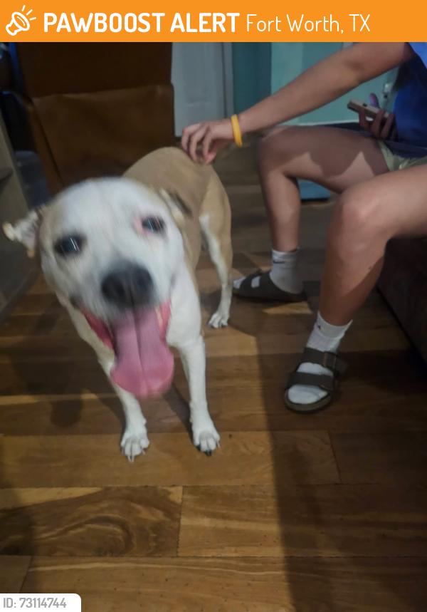 Found/Stray Female Dog last seen Stadium Dr, Fort Worth, TX 76133