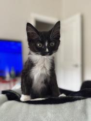 Lost Female Cat last seen S 42nd street, Tacoma, WA 98409