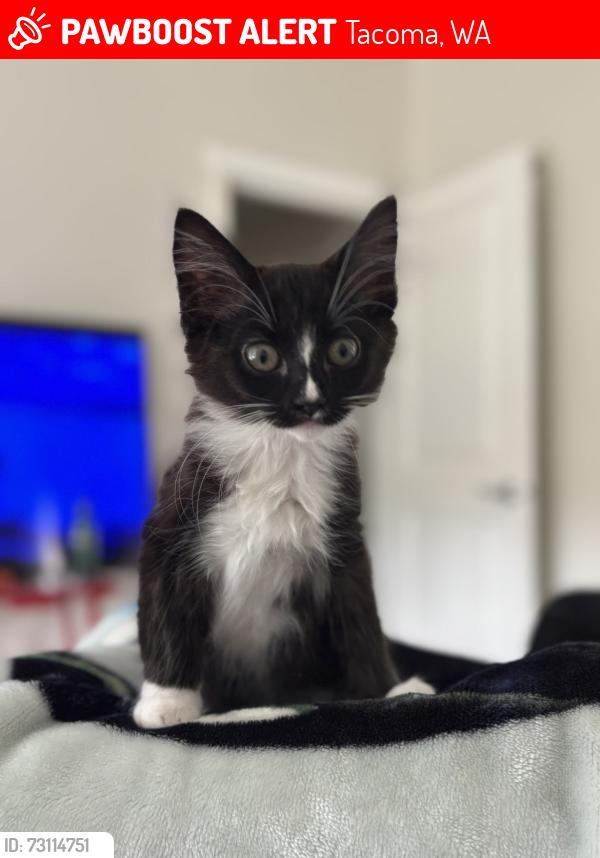 Lost Female Cat last seen S 42nd street, Tacoma, WA 98409