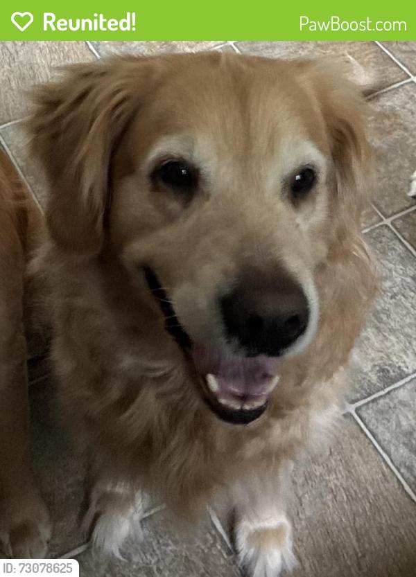 Reunited Female Dog last seen Sigourney and Ashley near Sigourney Square Park, Hartford, CT 06105