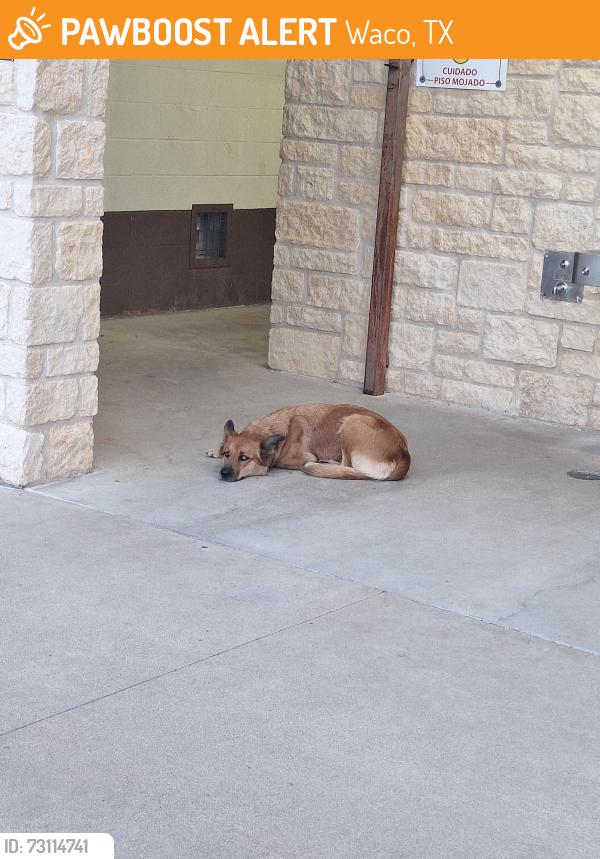 Found/Stray Unknown Dog last seen In Northern gateway park at cameron park, Waco, TX 76708