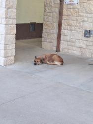 Found/Stray Unknown Dog last seen In Northern gateway park at cameron park, Waco, TX 76708
