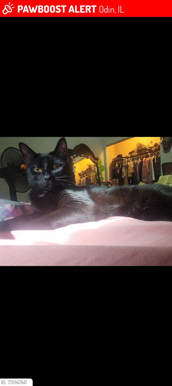 Lost Male Cat last seen us Highway 51 - ferrydale - Marshall creek, Odin, IL 62870