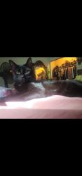 Lost Male Cat last seen us Highway 51 - ferrydale - Marshall creek, Odin, IL 62870