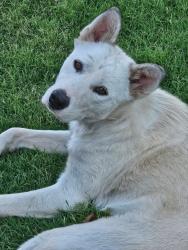 Found/Stray Female Dog last seen South Apache Street / 29th and Apache, Amarillo, TX 79103