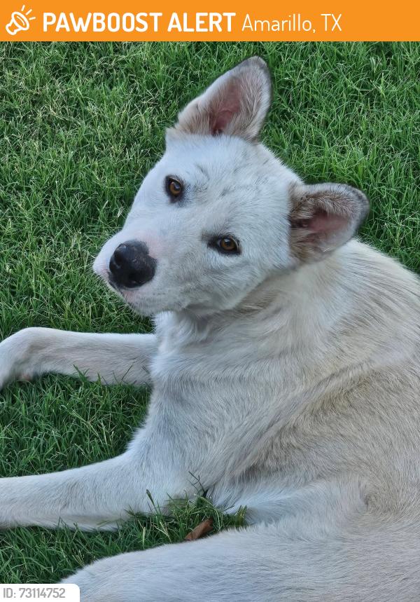 Found/Stray Female Dog last seen South Apache Street / 29th and Apache, Amarillo, TX 79103