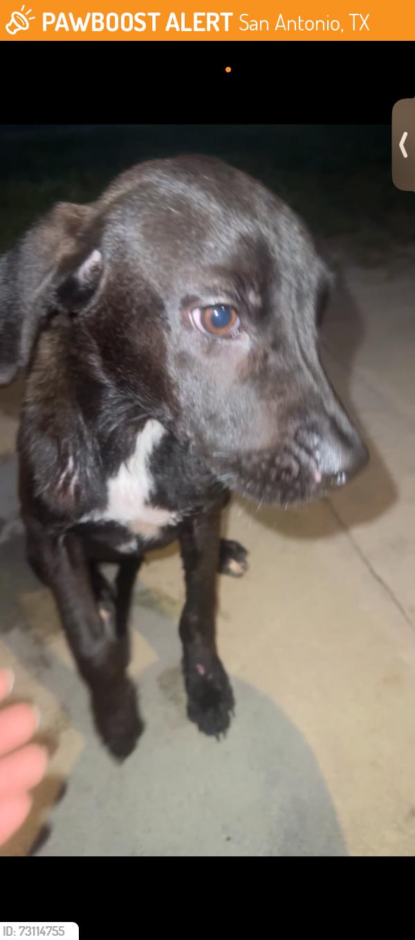 Found/Stray Female Dog last seen St. Gregory church, San Antonio, TX 78213