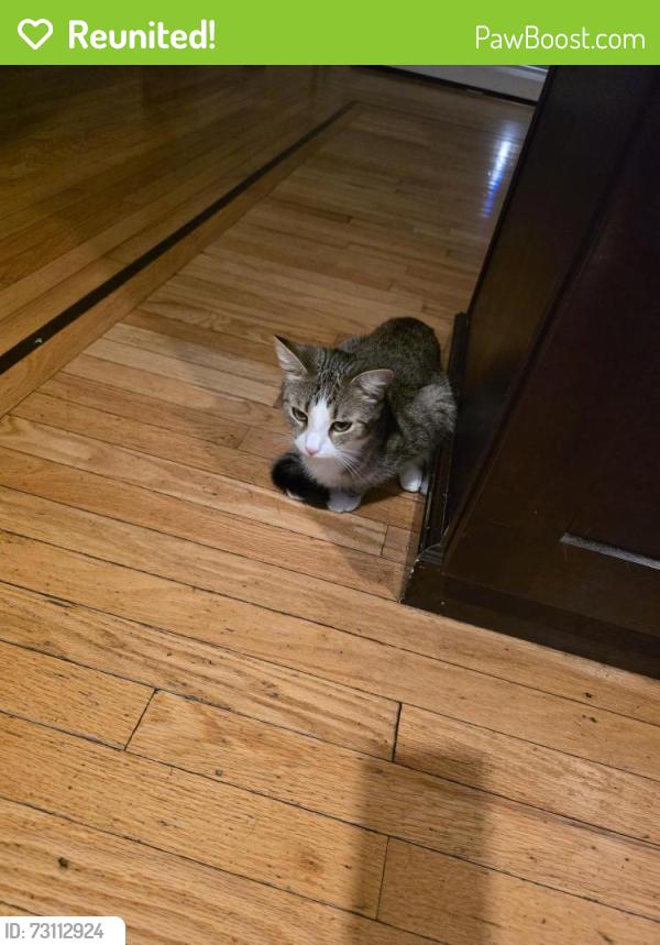 Reunited Female Cat last seen Stage Coach Drive, Bristol, CT 06010