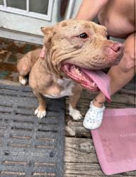 Found/Stray Female Dog last seen Brewer & Bethesda, Welcome, NC 27295