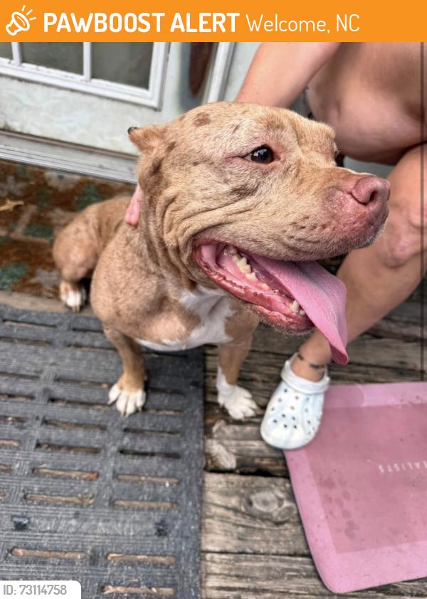 Found/Stray Female Dog last seen Brewer & Bethesda, Welcome, NC 27295