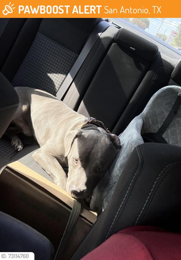 Found/Stray Male Dog last seen Buffalo pass and buffalo horn, San Antonio, TX 78245