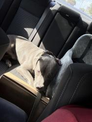 Found/Stray Male Dog last seen Buffalo pass and buffalo horn, San Antonio, TX 78245