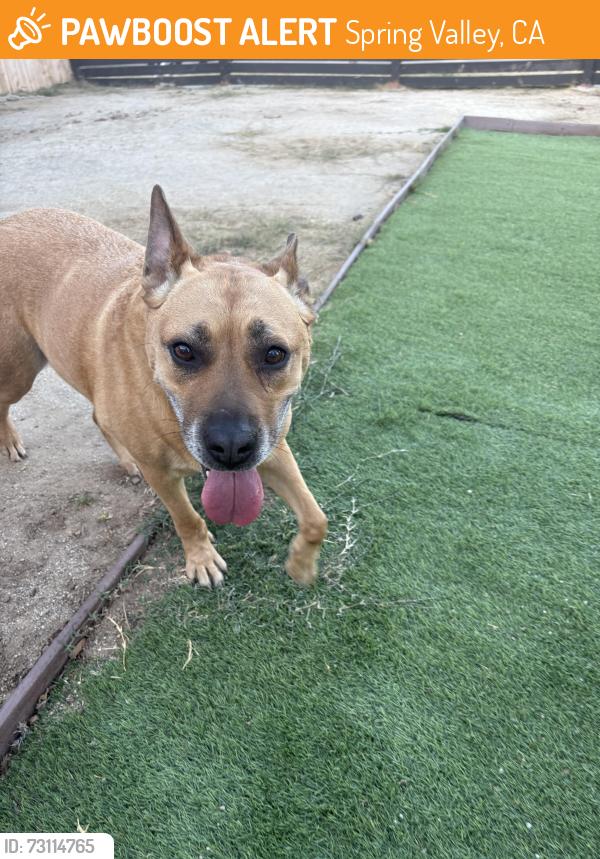 Found/Stray Female Dog last seen Spring Valley Center, Spring Valley, CA 91978