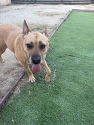 Found/Stray Female Dog last seen Spring Valley Center, Spring Valley, CA 91978