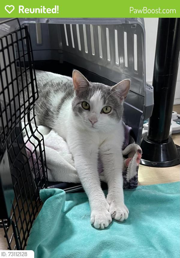 Reunited Male Cat last seen Asilomar and Pico area, Pacific Grove, CA 93950
