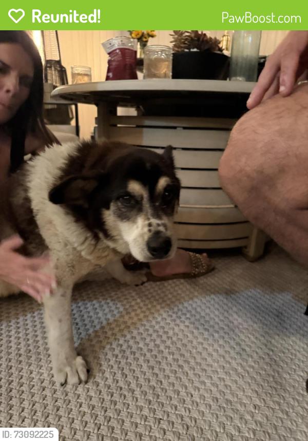Reunited Male Dog last seen 5th ave and parkway Chula Vista, Chula Vista, CA 91910