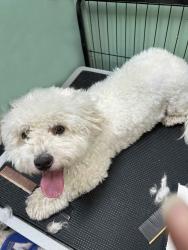 Reunited Female Dog last seen Puma Dr. Scarborough, ON, Toronto, ON 