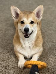 Reunited Female Dog last seen Near Rabbit Hill Rd NW, Edmonton, AB T6R 1J1, Edmonton, AB T6R 1J1