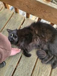Reunited Male Cat last seen Near big 5 and police station, Vancouver, WA 98684