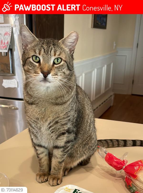 Lost Male Cat last seen South Mountain Road between Bush and Cook Rds, hse with dome in yard, Conesville, NY 12076