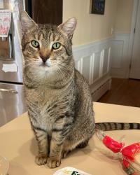 Lost Male Cat last seen South Mountain Road between Bush and Cook Rds, hse with dome in yard, Conesville, NY 12076