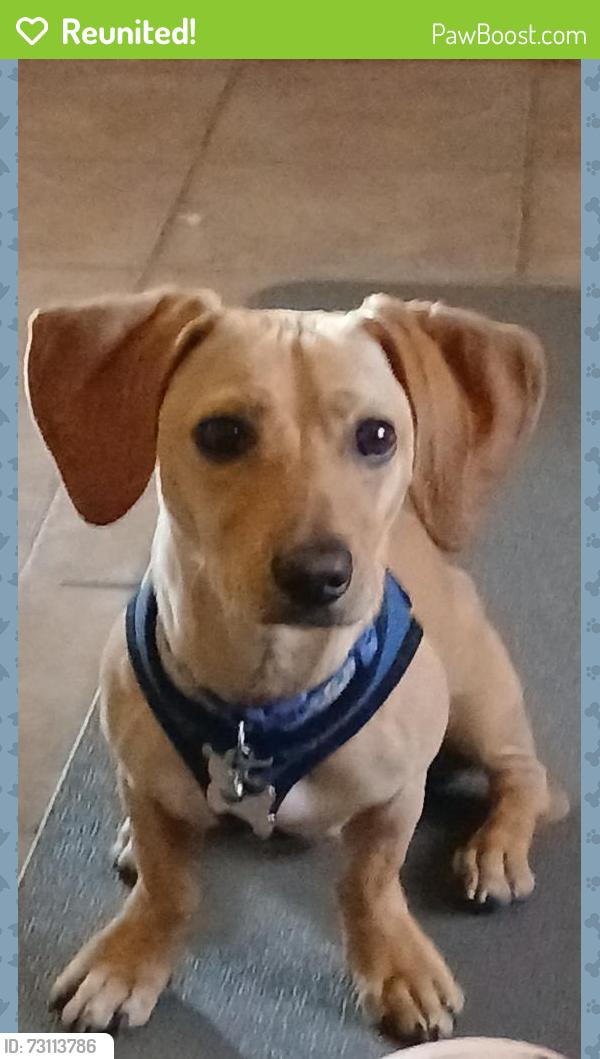 Reunited Male Dog last seen 86th and Portland, Minneapolis, MN 55420