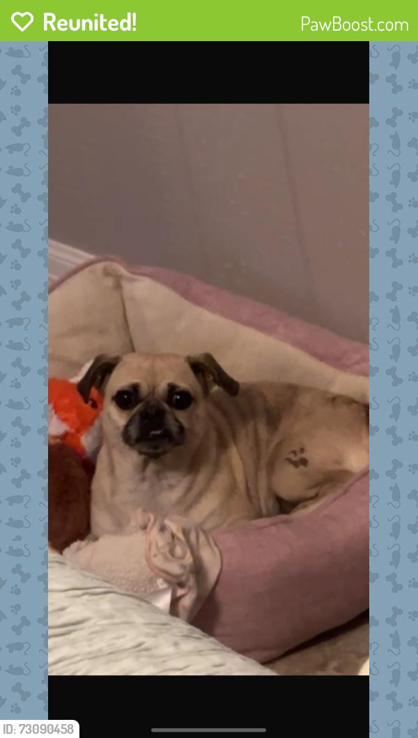 Reunited Female Dog last seen Near hemlock st, Houston, TX 77087