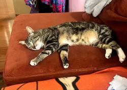 Lost Male Cat last seen Cameron Park Dr and Green Valley Rd, Cameron Park, CA 95682