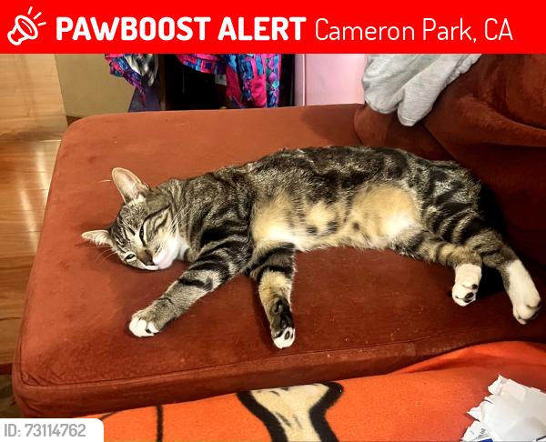 Lost Male Cat last seen Cameron Park Dr and Green Valley Rd, Cameron Park, CA 95682