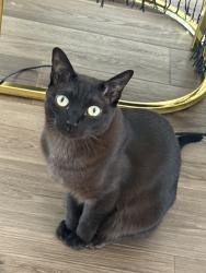 Reunited Male Cat last seen parker’s creek townhouses - fort monmouth, Oceanport, NJ 07757