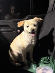 Reunited Female Dog last seen Deer Valley Dr, Eagleville, TN 37060