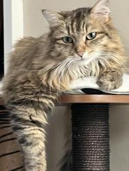 Reunited Female Cat last seen Durie and Annette Streets, Toronto, ON M6S 2C6