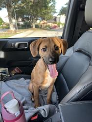 Found/Stray Male Dog last seen Chase bank on Broadmoor Blvd, Lafayette, LA 70503