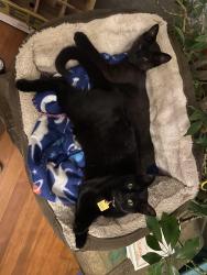Reunited Female Cat last seen Pierce & 6th, Loveland, CO 80537