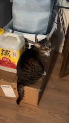 Lost Female Cat last seen Acero Haagen apmts across The Washington State department of Licensing, Vancouver, WA 98684