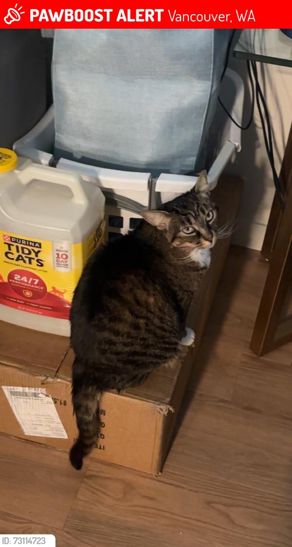 Lost Female Cat last seen Acero Haagen apmts across The Washington State department of Licensing, Vancouver, WA 98684