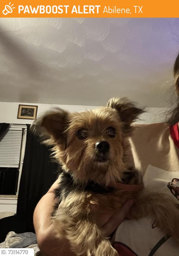 Found/Stray Female Dog last seen Ambler and Yorktown abilene tx, Abilene, TX 79603