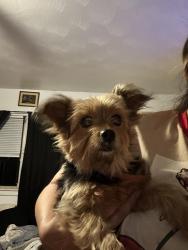 Found/Stray Female Dog last seen Ambler and Yorktown abilene tx, Abilene, TX 79603