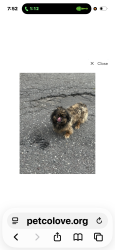 Reunited Female Dog last seen Broad Street , Philadelphia, PA 19141