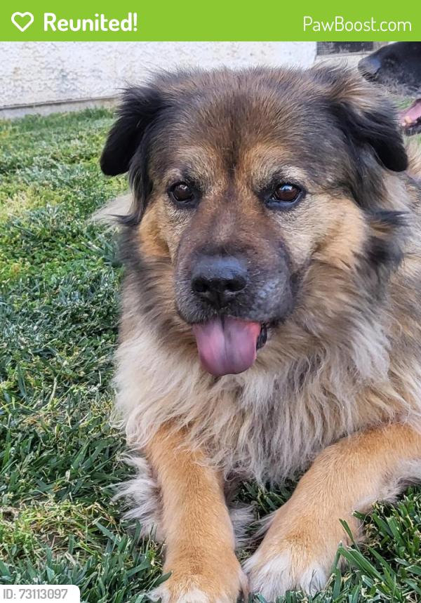 Reunited Female Dog last seen Flamingo, Las Vegas, NV 89103