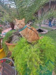 Reunited Male Cat last seen Near S Roberto Pl, Tucson, AZ 85710, USA, Tucson, AZ 85710